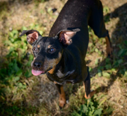 Vancouver Shelter Dogs : 2012-07-14: Min Pin 2