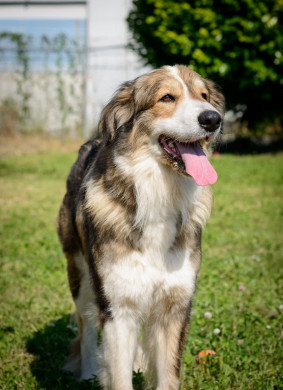 Vancouver Shelter Dogs : 2012-07-14: Fluffy Giant 2