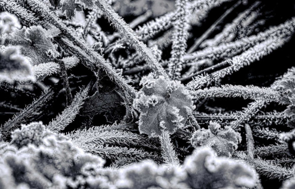 Nikon D800 Macro - Frosty Morning - Black and White Focus Stack Leaf