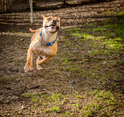 Shelter Dogs Vancouver: 2013-02-22 : Young Pit Bull Running