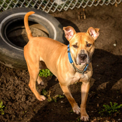 Shelter Dogs Vancouver: 2013-02-22 : Young Pit Bull