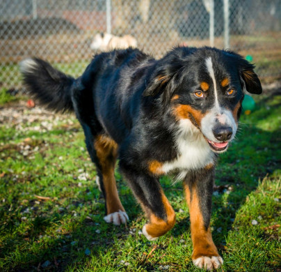 Shelter Dogs Vancouver: 2013-02-22 : Bernese Mountain Dog 2