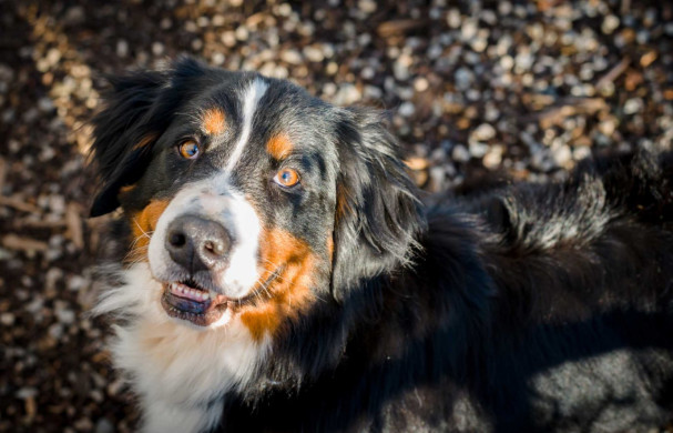 Shelter Dogs Vancouver: 2013-02-22 : Bernese Mountain Dog Head Shot