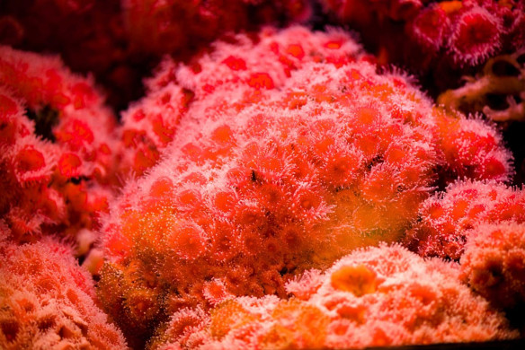 2013-02-20 : Vancouver Aquarium : Sea of Red