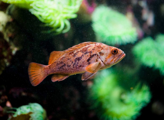 2013-02-20 : Vancouver Aquarium : Rockfish
