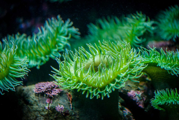 2013-02-20 : Vancouver Aquarium : sea anemone
