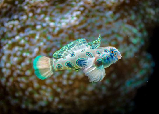 2013-02-20 : Vancouver Aquarium : Beautiful fish