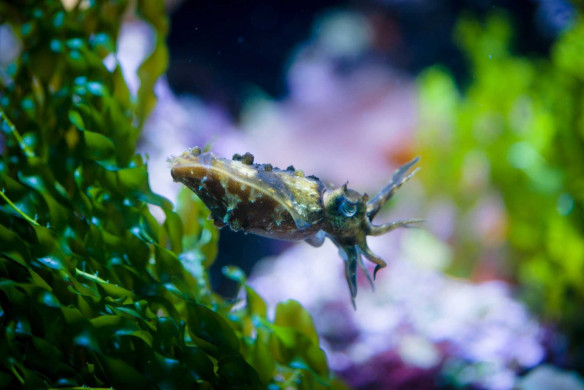 2013-02-20 : Vancouver Aquarium : Cuttlefish 2