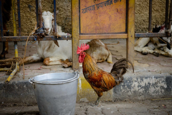 2012 Oct : Mumbai India Visit : Rooster