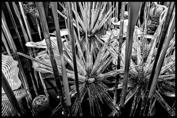 Dale Chihuly Glass Art : 2013-01-05 : Display black and white 2