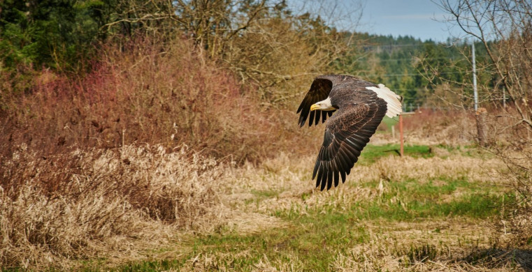 Vancouver Island Raptors – Nikon Z7 Nikkor 24-70 f/4 S – Mature Bald Eagle