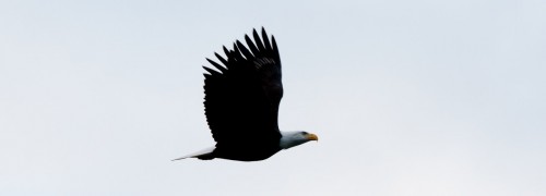 Brackendale Eagles Photo Trip