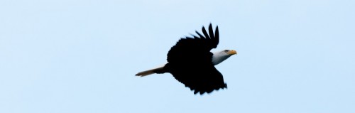 Brackendale Eagles Photo Trip