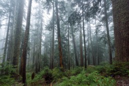 Saint Marks Summit Hike - Sept 2016 - Foggy Trees